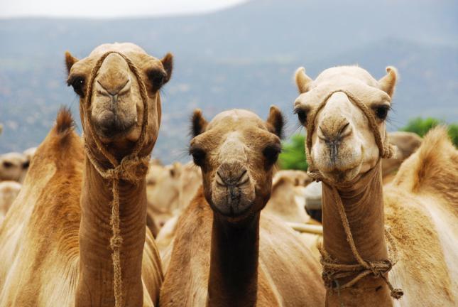Estalla el escándalo en la Cabalgata: los camellos de los Reyes en realidad eran camellas