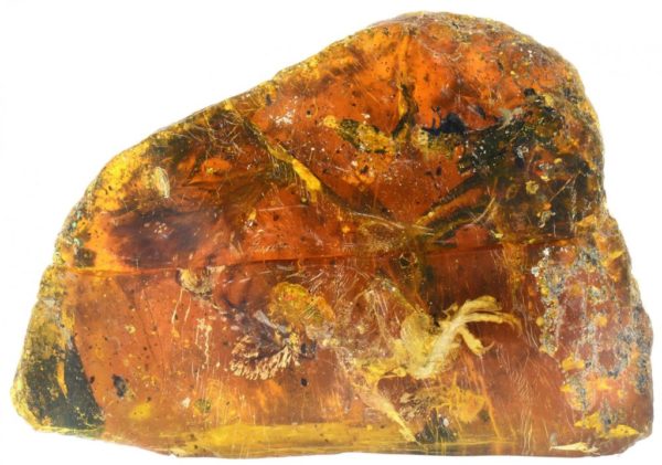 Descubren fosilizada en ámbar la bacteria original del flato alcoyano con más de 45 millones de años de antigüedad